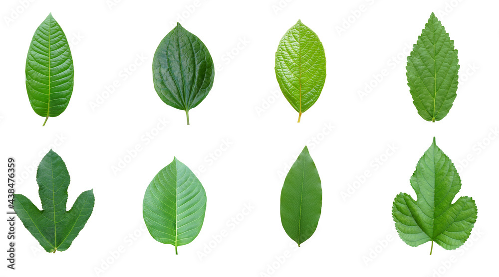 Green leaf on white background with copy space. Green leaf on white background with copy space.