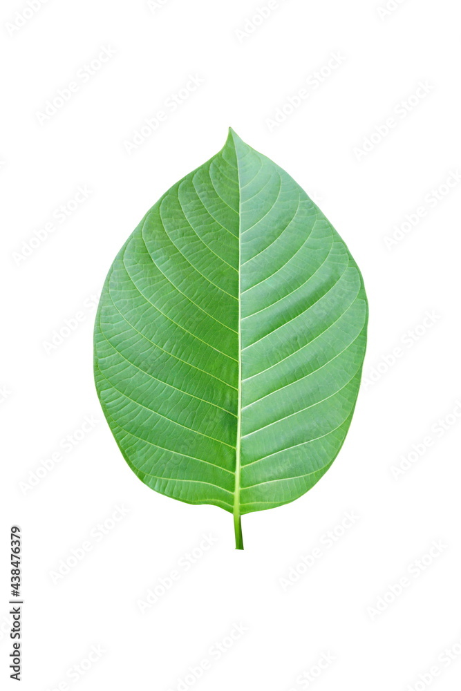 Green leaf on white background with copy space. Green leaf on white background with copy space.