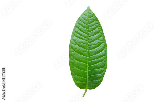 Green  leaf  on  white  background  with  copy  space.
