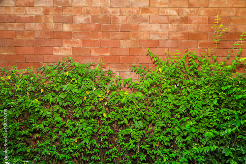 Decorate the exterior walls of the house with ivy. © kamoljindamanee