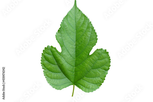 Green  leaf  on  white  background  with  copy  space.