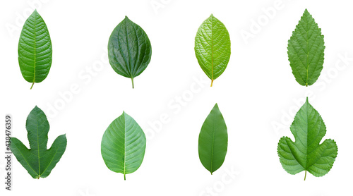 Green leaf on white background with copy space.
