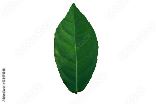 Green  leaf  on  white  background  with  copy  space.