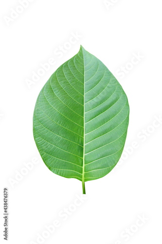 Green  leaf  on  white  background  with  copy  space.