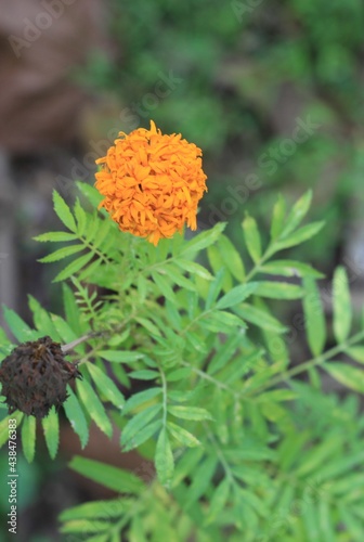 фотографія single Marigold just outside sri lanka  the day before, A close up of vibrant ye