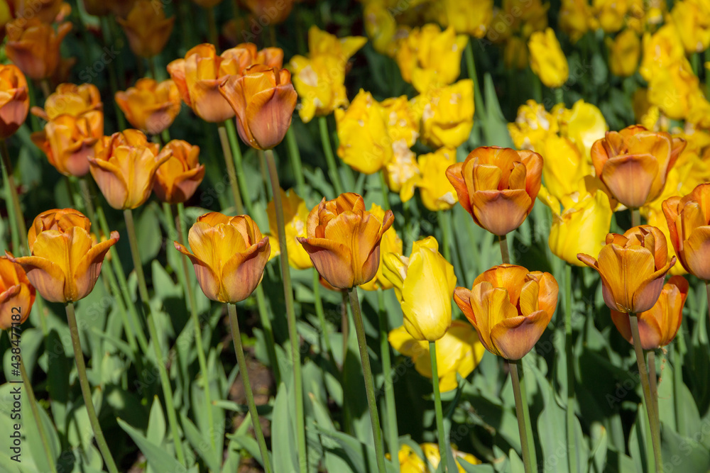 Yellow and brown tulips in a summer garden