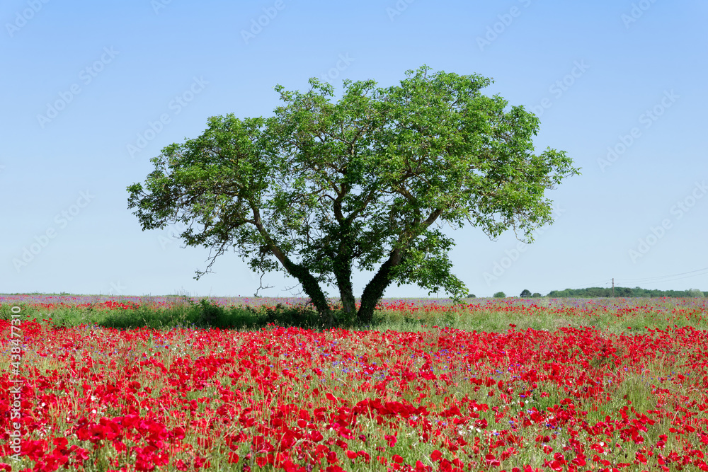 Poppies field in the French Vexin regional nature park Poppies field in the French Vexin regional nature park