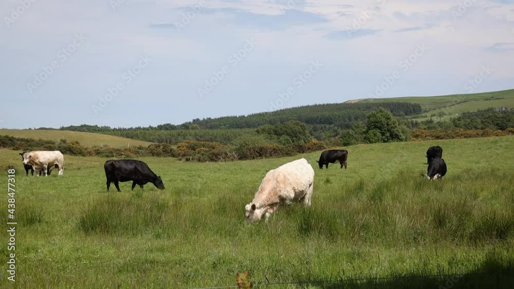 Cream and Black Cattle Grazing in a Field in County Wicklow in the Summer Cream and Black Cattle Grazing in a Field in County Wicklow in the Summer