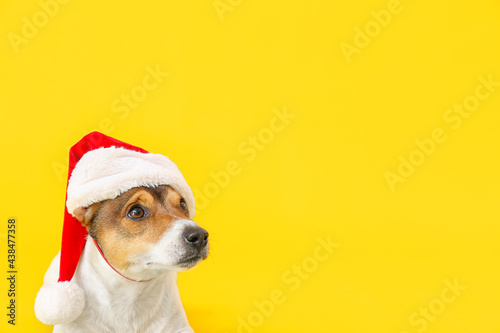 Cute funny dog in Santa hat on color background © Pixel-Shot