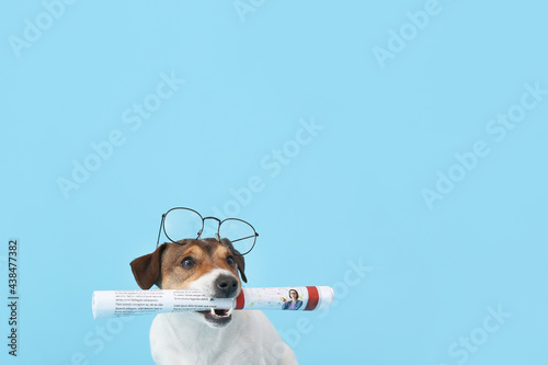 Cute dog with newspaper and...