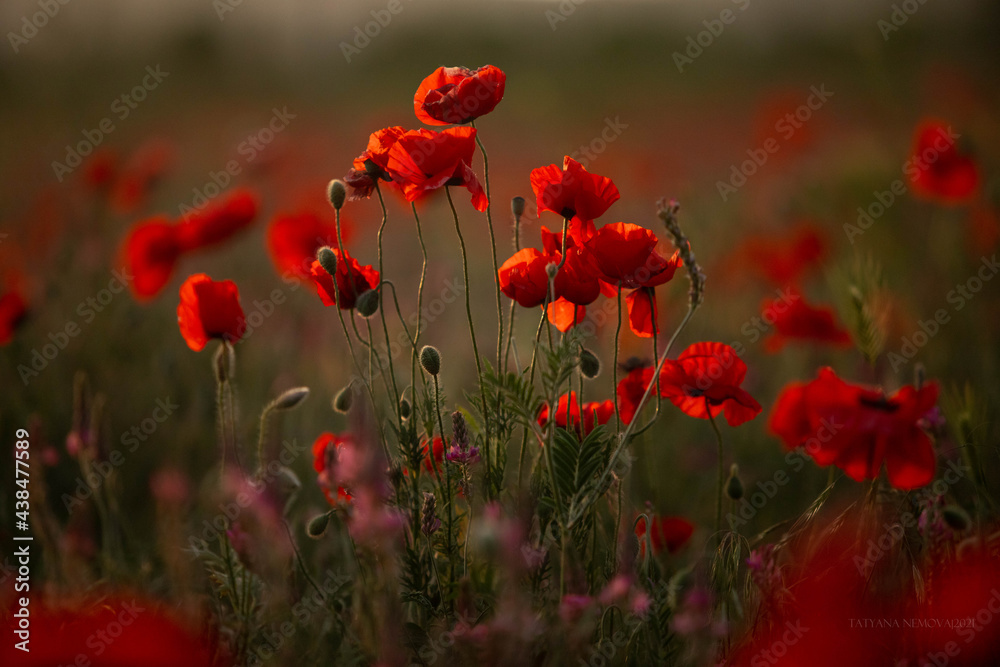 Fototapeta premium field of poppies