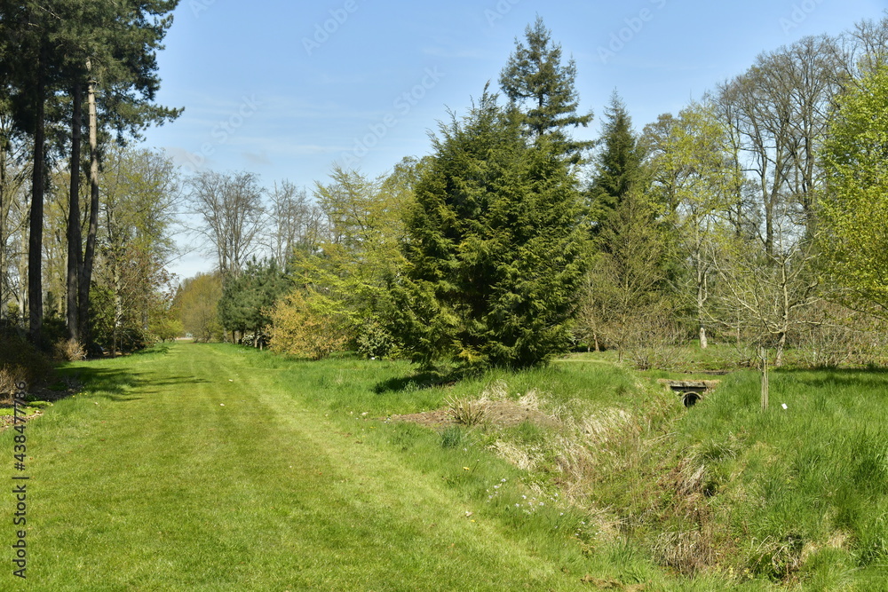 Chemin en gazon entre les différents feuillus et conifères rares à l'arboretum de Wespelaar en Brabant Flamand Chemin en gazon entre les différents feuillus et conifères rares à l'arboretum de Wespelaar en Brabant Flamand