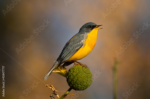 Pajaro cantor photo