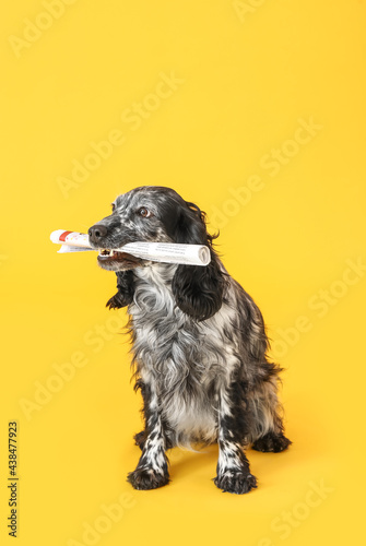 Cute dog with newspaper on ...