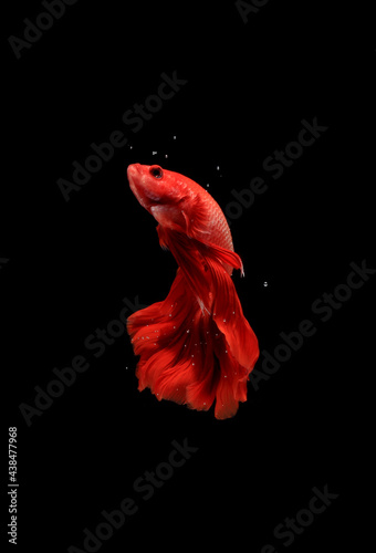 Photo Super Red Halfmoon  Cupang  Betta  siamese fighting fish beyond bubbles  Isolated on Black