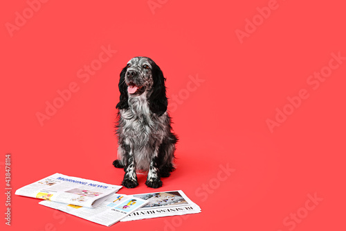 Cute dog with newspaper on ...