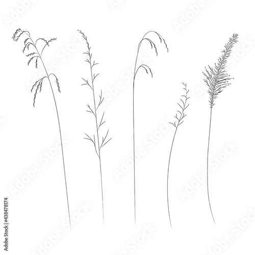 Field and meadow grasses, black contour line. Sketch of medicinal plants, vector drawing.