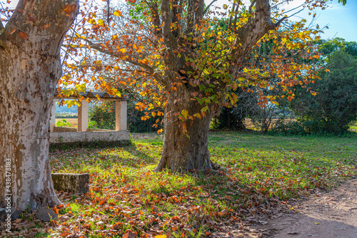 Symbols of Autumn Tree and Maple Leaves