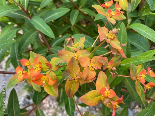The Griffith's spurge (Euphorbia griffithii), Himalaja Griffiths Wolfsmilch, Feuer-Wolfsmilch oder Himalaya-Wolfsmilch or Euphorbe de Griffith (The Botanical Garden of the University of Zurich)