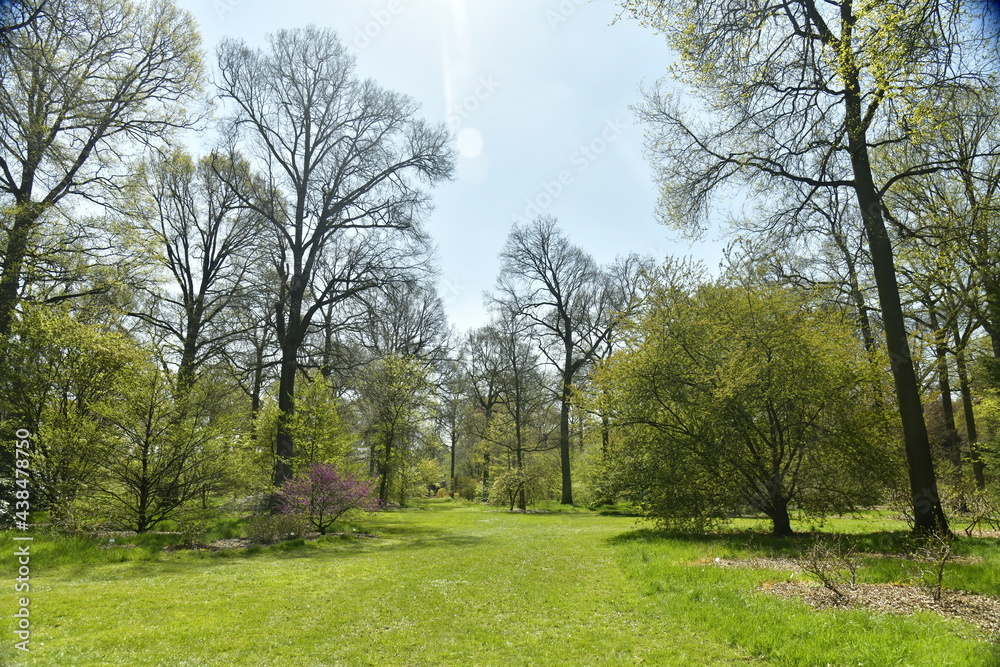 Obraz premium Pelouse garnie de variété d'arbres rares à l'arboretum de Wespelaar en Brabant Flamand 