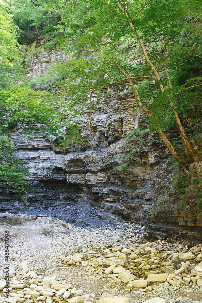 Trees growing on a cliff in the gorge of Western Caucasus. Trees growing on a cliff in the gorge of Western Caucasus.