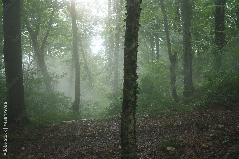 Fototapeta premium Cloud descended on the mysterious high mountain forest of Western Caucasus.