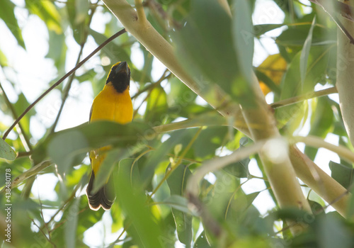 Asian golden weaver