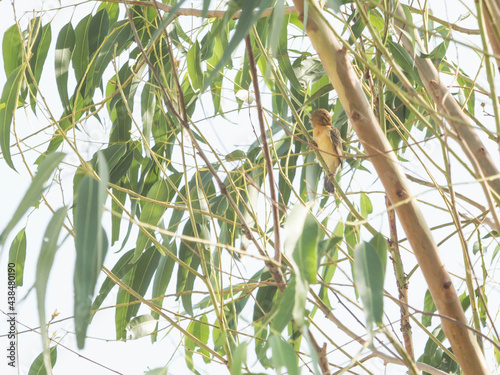 Asian golden weaver