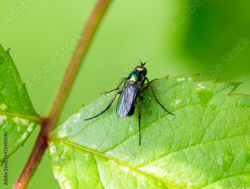 Dolichop green fly.  These are small flies, usually less than 8 mm in length, metallic-shiny color from greenish-blue to greenish-bronze. Predators that feed on various small mosquitoes, midges, mosqu © galina_savina