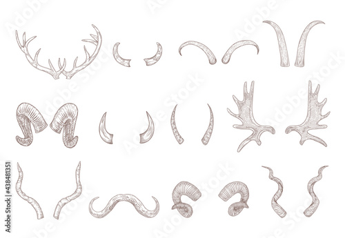 Horns of different animals engraved illustrations set. Hand drawn vintage sketch of deer, cow, bull, goat, buffalo horns isolated on white background. Tattoo, cattle, domestic and wild animals concept
