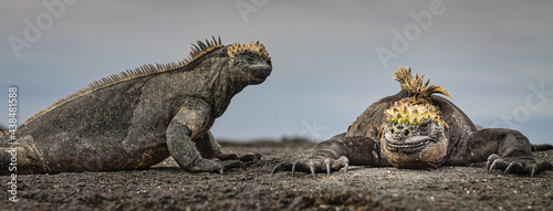 Galapagos Marine iguanas