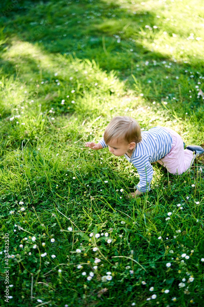 Child crawls on a green lawn among white flowers