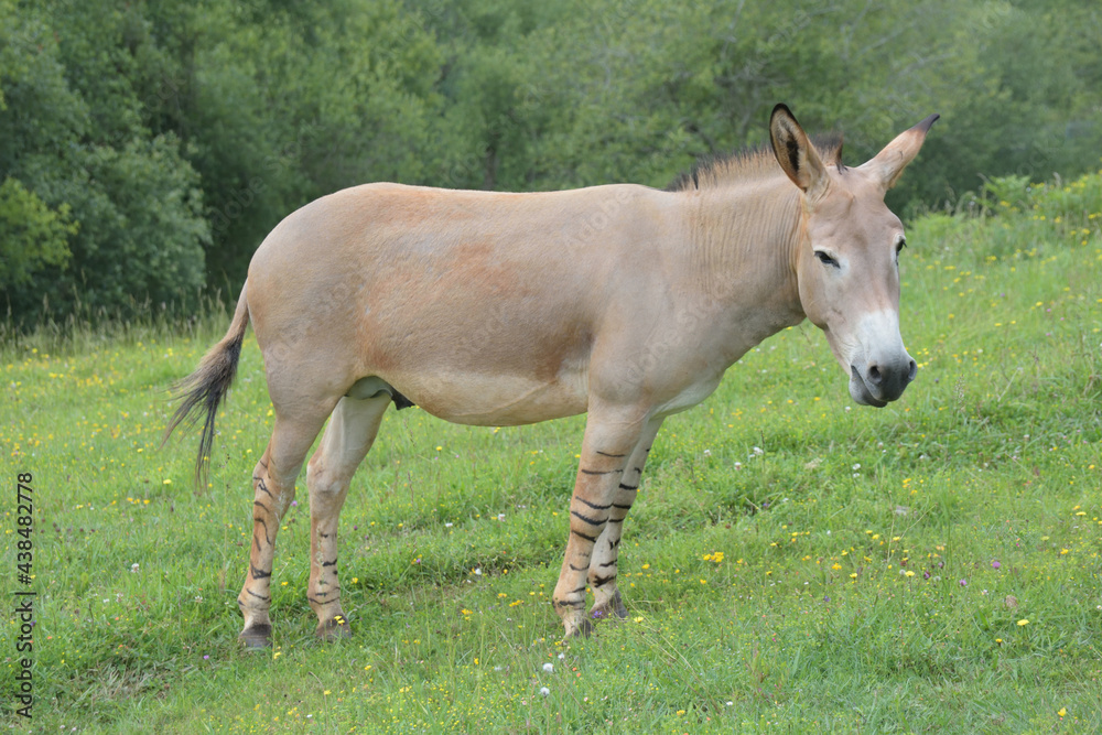 Equus africanus somalicus posing in profile. Equus africanus somalicus posing in profile.