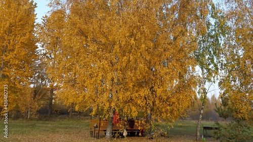Photograph of the beautiful foliage of yellowish tones in the forests and meadows of Minsk Belarus in the autumn season.