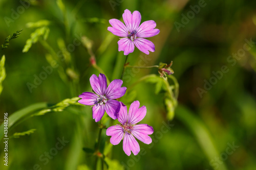 Kleine Wiesenbl  mchen  Pyren  en-Storchschnabel  Geranium pyrenaicum 