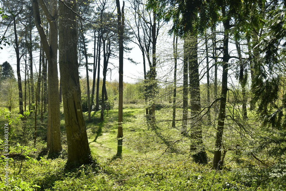 Végétation sauvage à contre-jour à l'arboretum de Groenendael au sud-est de Bruxelles