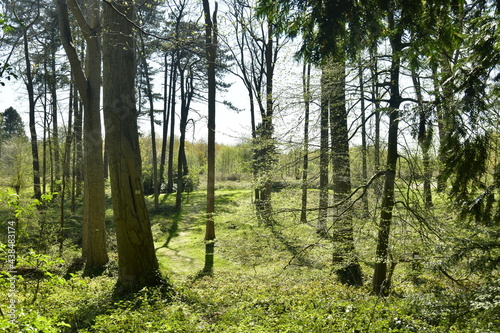 Fototapeta Naklejka Na Ścianę i Meble -  Végétation sauvage à contre-jour à l'arboretum de Groenendael au sud-est de Bruxelles