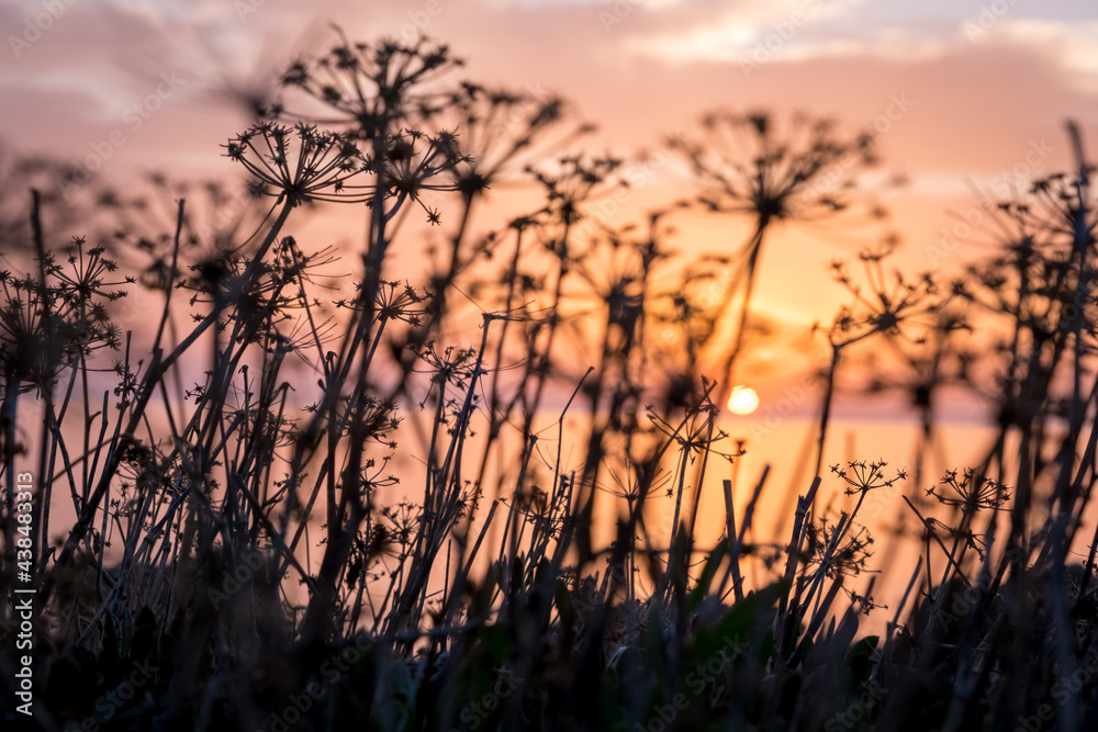Obraz premium Morning sunrise at the Bay and Coast at Cape Greco National Park near Ayia Napa, Cyprus. The sun through the silhouettes of flowers and grass