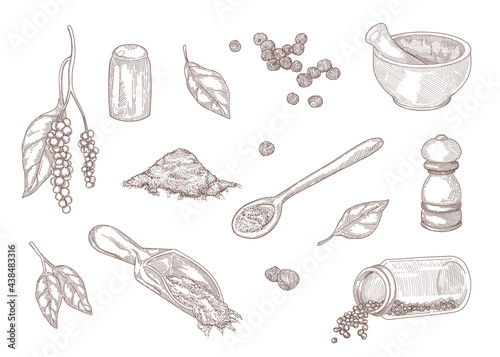 Hand drawn vintage sketch of different kinds of black pepper. Ground black pepper, spicy powder, peppercorns, mill isolated on white background engraved illustrations set. Spices, condiments concept