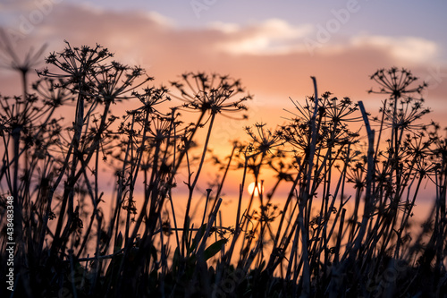 Morning sunrise at the Bay and Coast at Cape Greco National Park near Ayia Napa, Cyprus. The sun through the silhouettes of flowers and grass