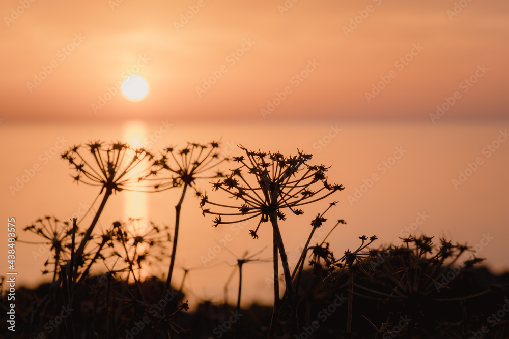 Morning sunrise at the Bay and Coast at Cape Greco National Park near Ayia Napa, Cyprus. The sun through the silhouettes of flowers and grass