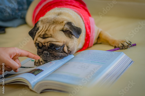 Adorable pug dog reading a book with blurred focus.