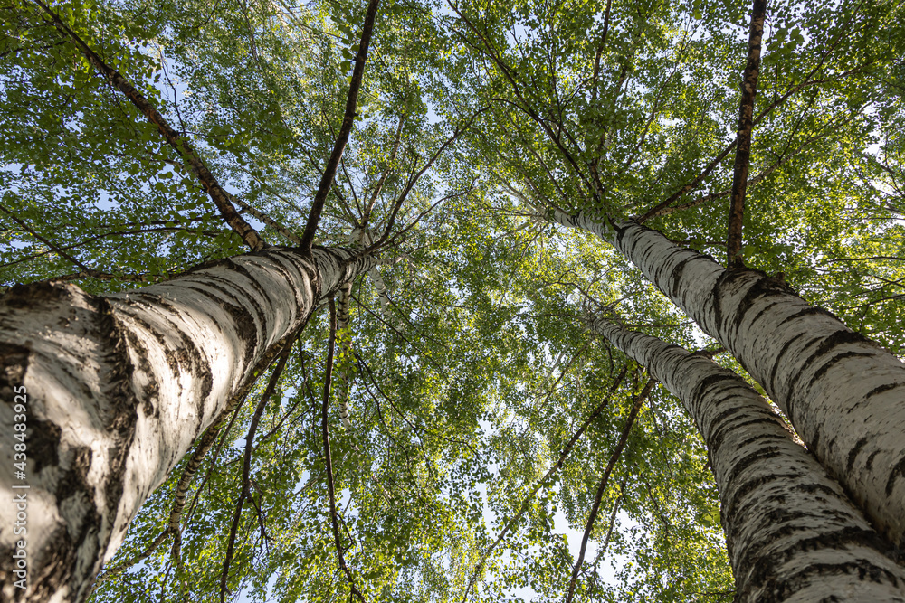 Fototapeta premium Group of white birches with green fresh leaves and buds are on a blurred background in a park in spring