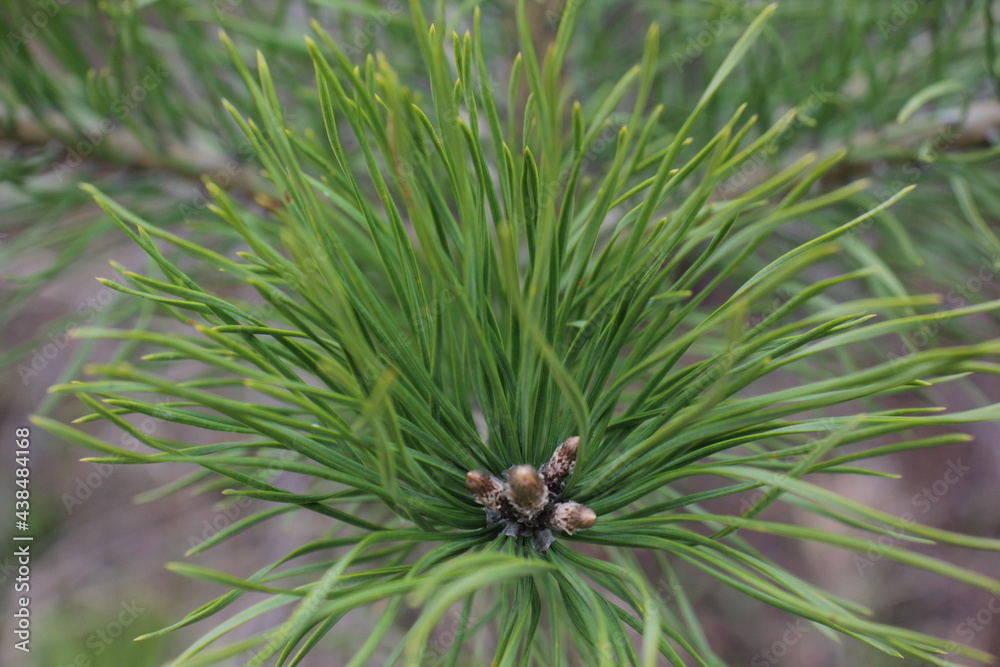 Macro of a beautiful long green pine needle. The original texture of natural greenery. Macro of a beautiful long green pine needle. The original texture of natural greenery.