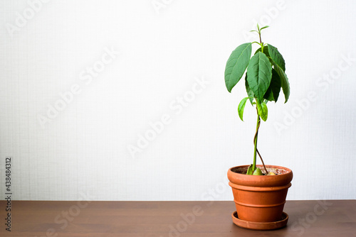 on the table is a clay pot with two young avocados, the trunks of which are intertwined. growing and caring for avocados at home is a houseplant. there is a place to insert text on the side.
