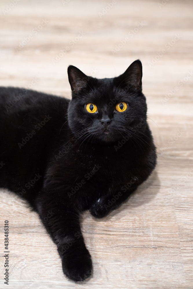 the black cat lies elegantly with its paw extended and looks at the camera with its yellow eyes
