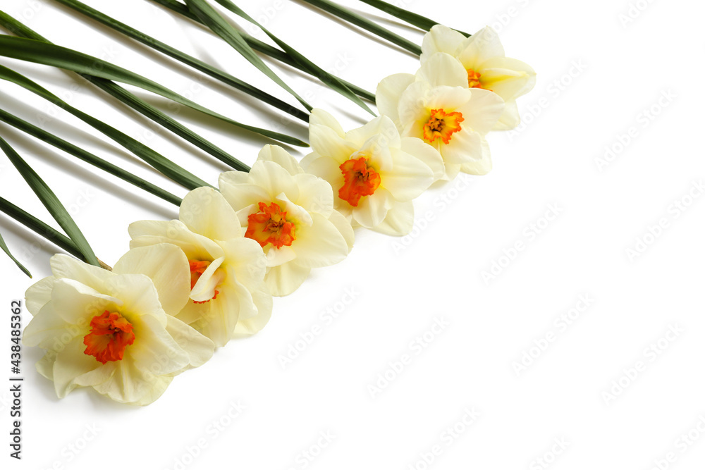 Obraz premium Beautiful daffodils on white background