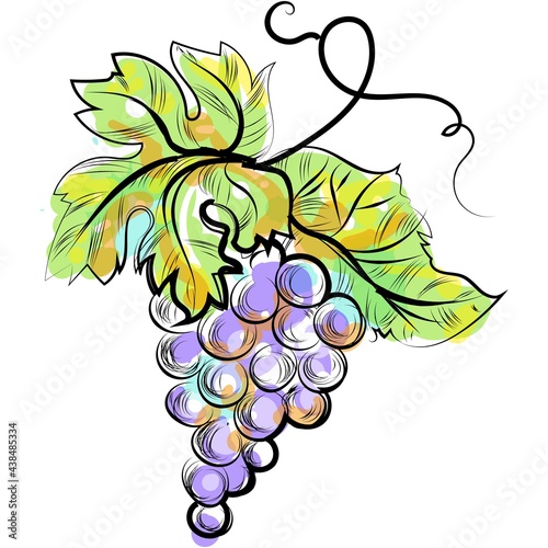 Grape bunch vector illustration isolated on white
