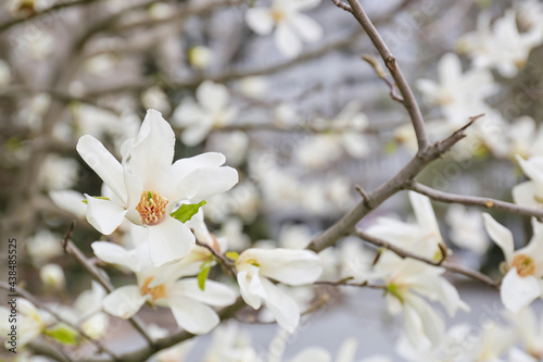 Blooming magnolia tree outdoors  closeup
