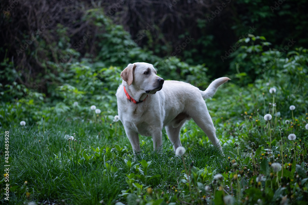Labrador Retriever stands in a green clearing and looks back